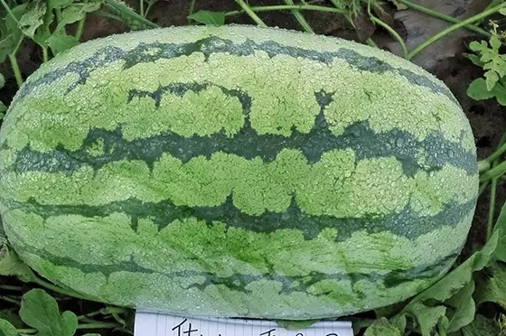 西瓜只為夏天而生嗎？