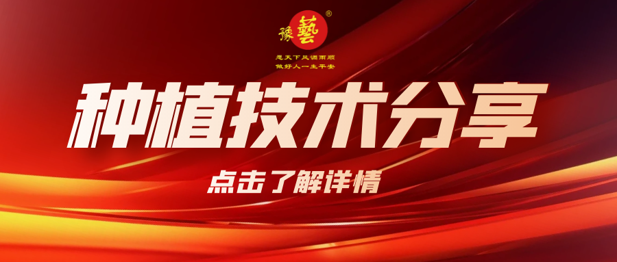 要想種出精品率高的胡蘿卜，這7點要注意！