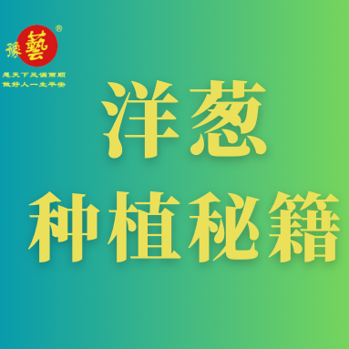 洋蔥種植秘籍：掌握這八點，種出優(yōu)質(zhì)洋蔥！